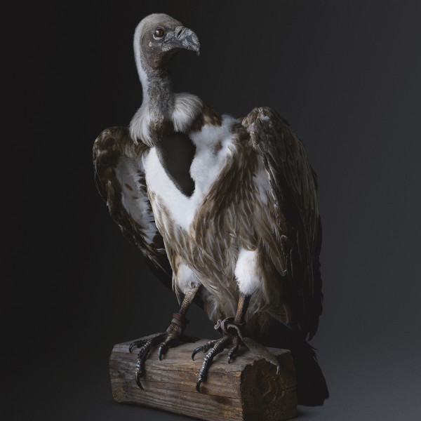 vulture